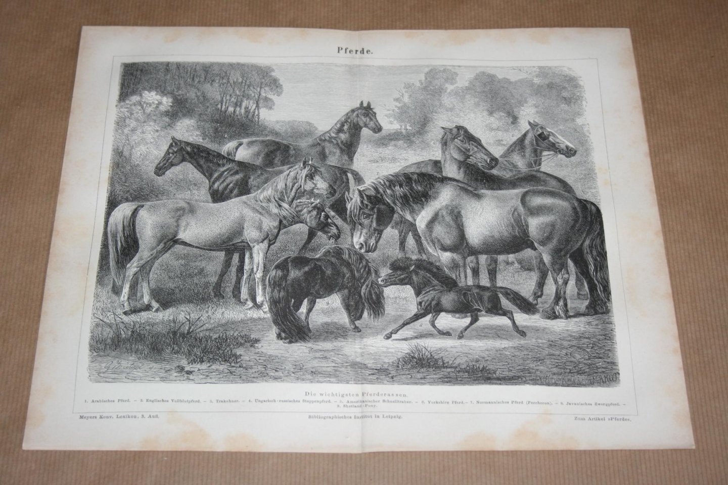  - Antieke prent - Diverse soorten paarden  - Circa 1875