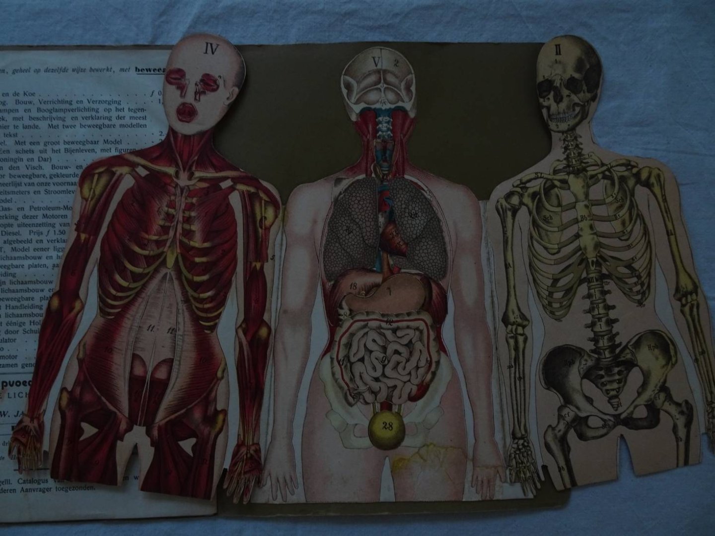 Dr. Schmidt. - Het menschelijk lichaam, zijn bouw en zijn inwendige organen. Aanschouwelijk voorgesteld, met vijf beweegbare, gekleurde platen  en geïllustreerden verklarenden tekst.