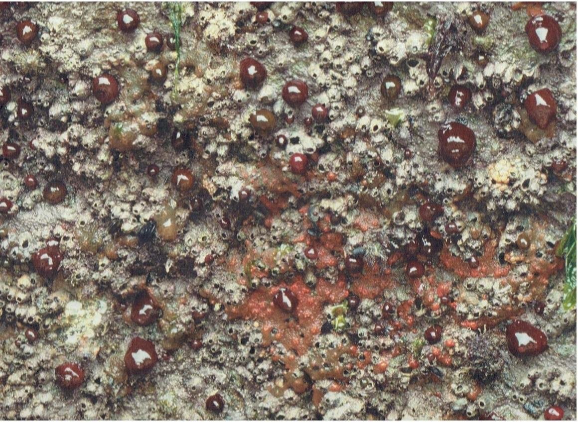 BERGER, Wout - Wout Berger - Like Birds. - [Signed]