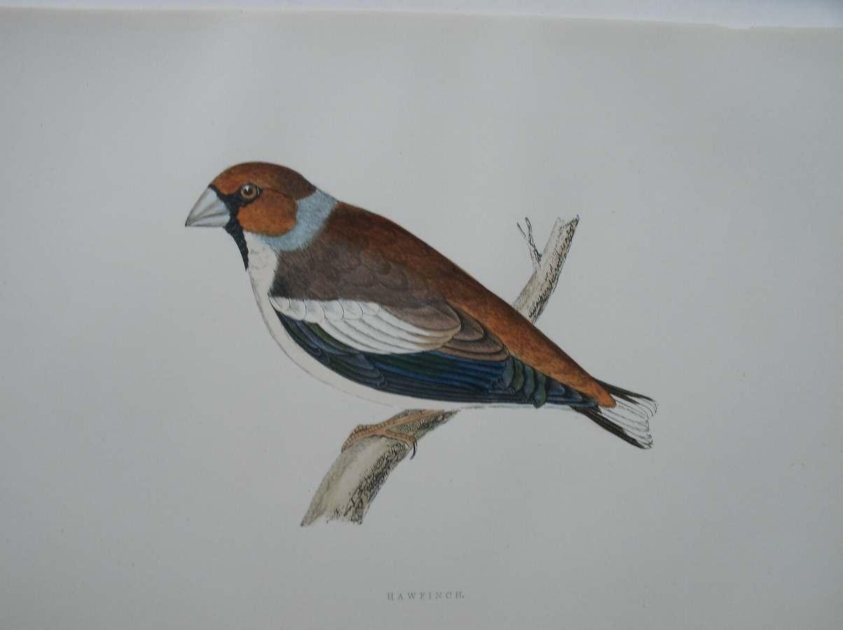 antique bird print. - Hawfinch. Antique bird print. (Appelvink).
