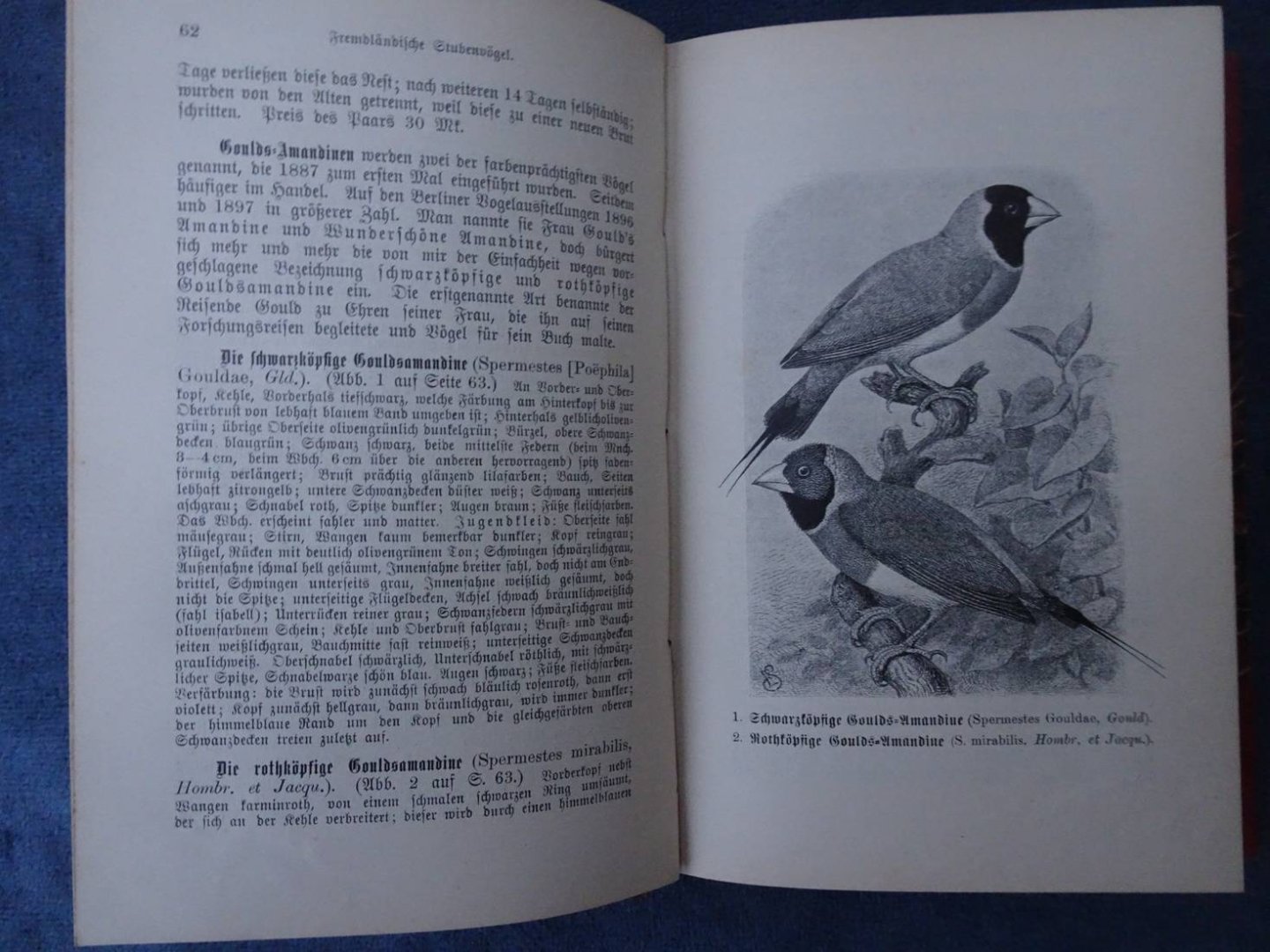 Russ, Karl. - Die fremdländischen Stubenvögel ihre Naturgeschichte, Pflege und Zucht.