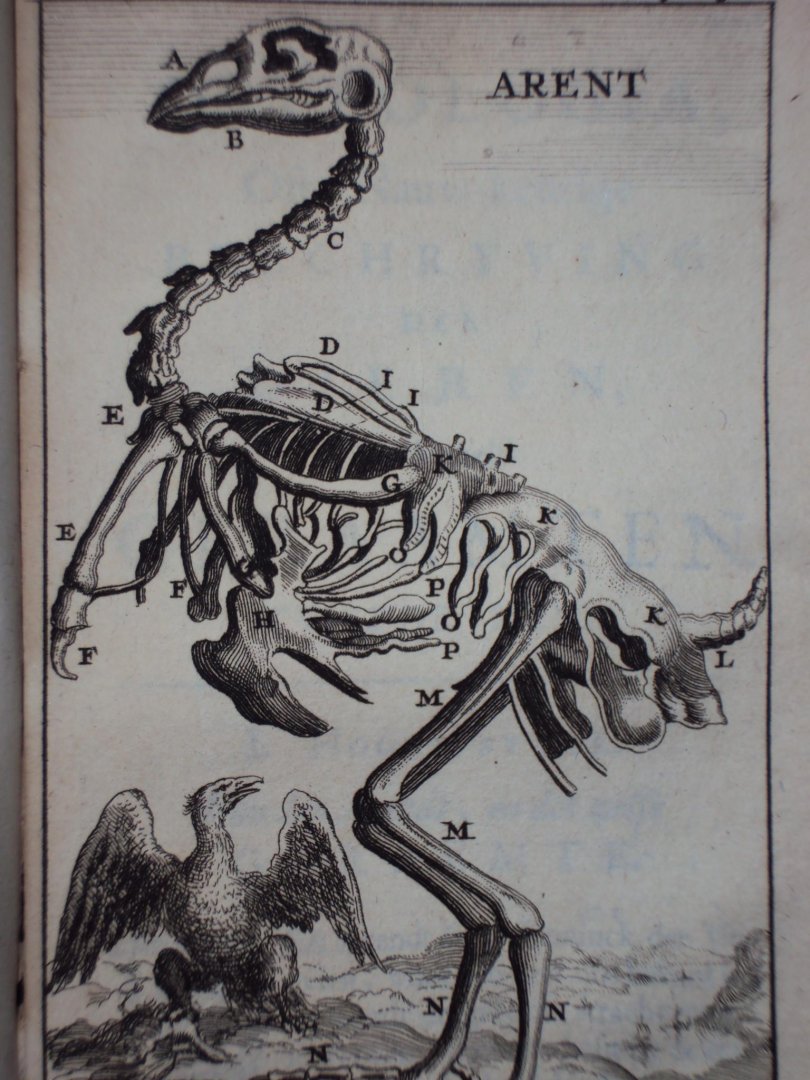Cornelius van Dyk - Osteologia of nauwkeurige geraamt beschryving van verscheyde dieren