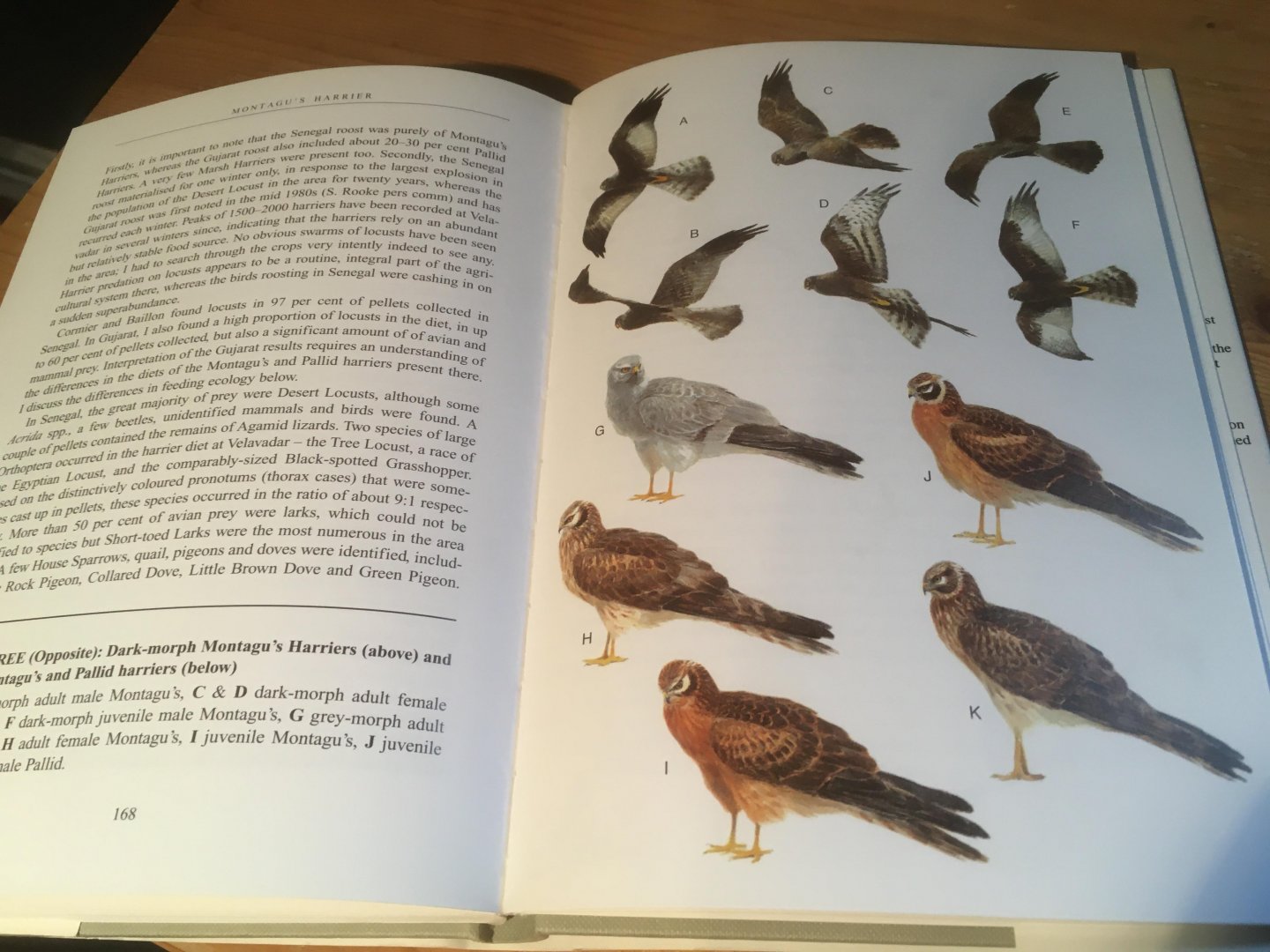 Clarke, Roger - Montagu's Harrier (Grauwe Kiekendief)