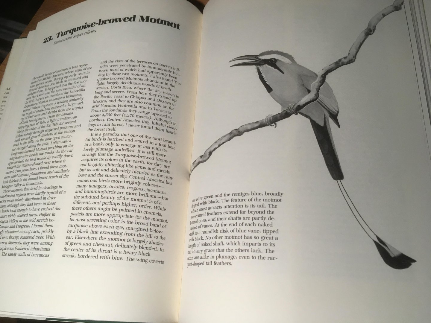 Skutch, Alexander F & Dana Gardner - Birds of Tropical America