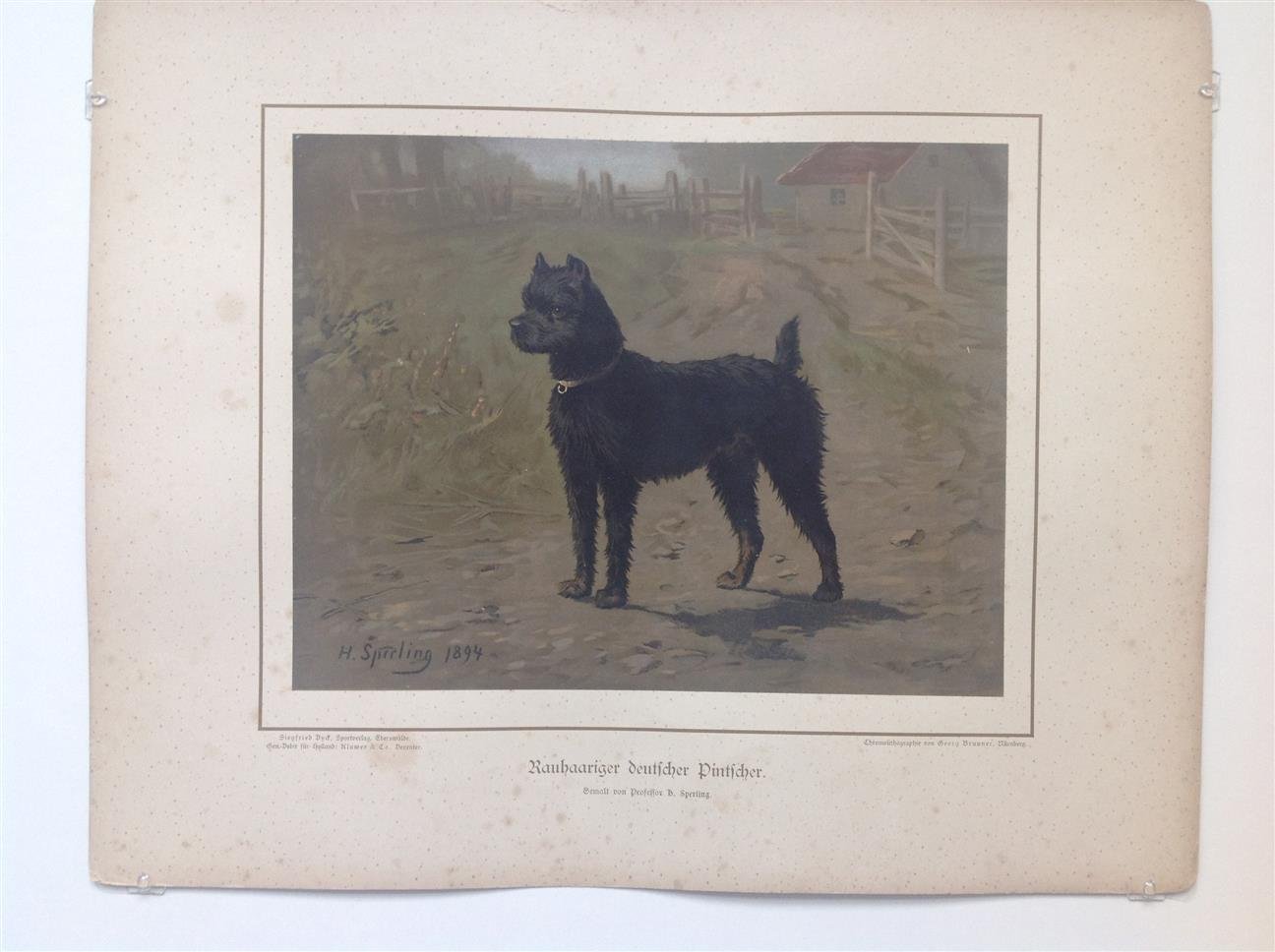 H. Sperling - lithograaf : Wilhelm Greve - (DECORATIEVE PRENT,  LITHO - DECORATIVE PRINT, LITHOGRAPH -) Rashond - Ruwharige Duitse Pincher / Wire-Haired German Pincher Dog