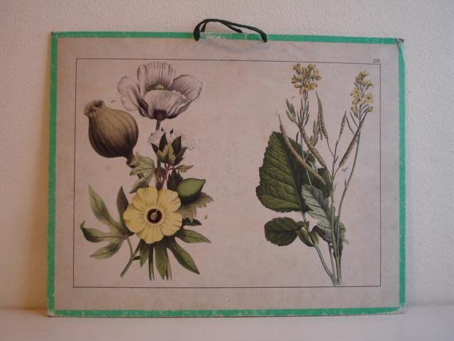 No name. - Educational Print.