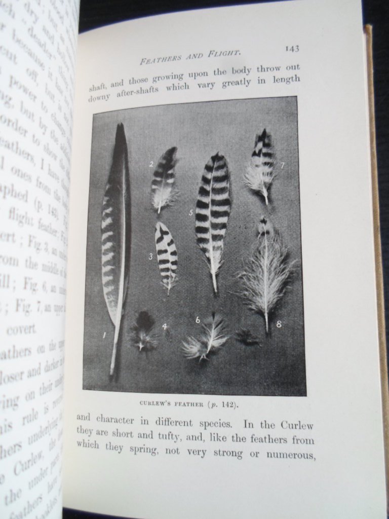 Kearton F.Z.S, Richard - Our Bird Friends, A book for all boys and girls