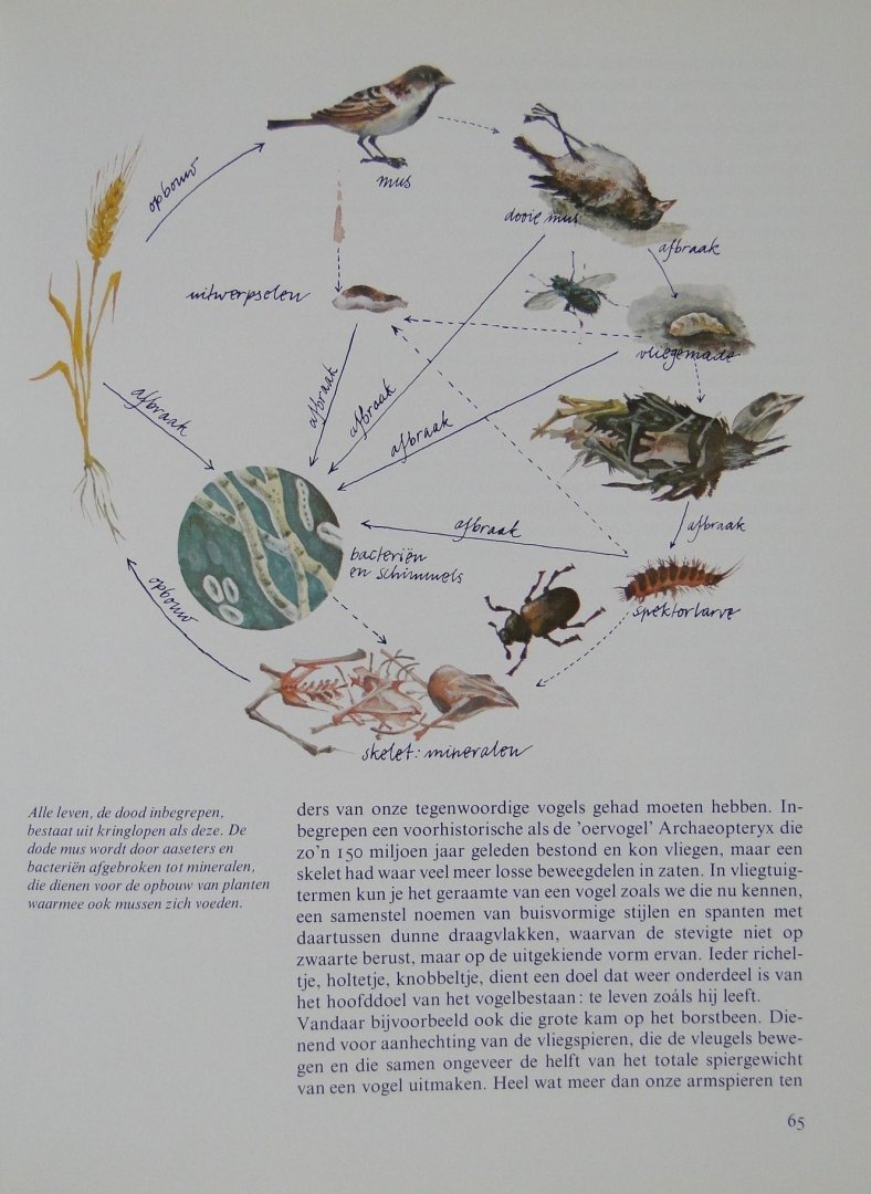 Garthoff, Bert - Natuur : zien-inzien-ontzien / foto`s van J. v.d. Kam ; tek. van B. Bouman e.a.