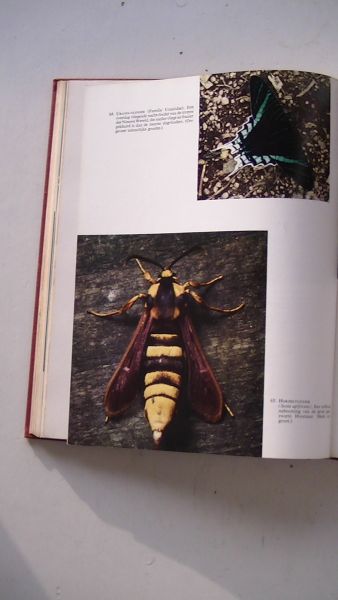 Klots, prof. Dr. Alexander B. / Klots, Elsie B. - De wereld der dieren: INSEKTEN