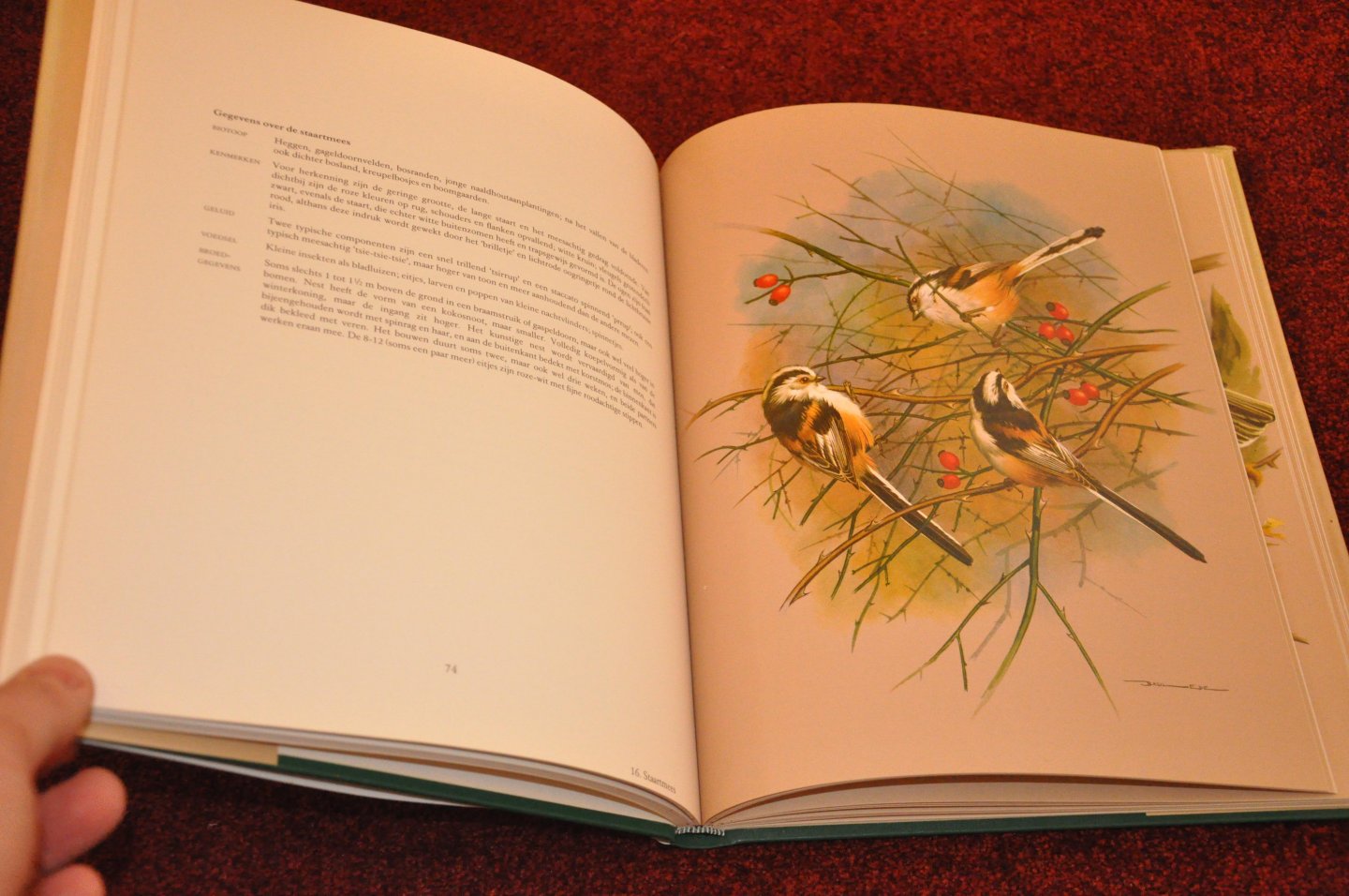 Ede, Basil / Campbell, W.D. - Vogels van stad en dorp