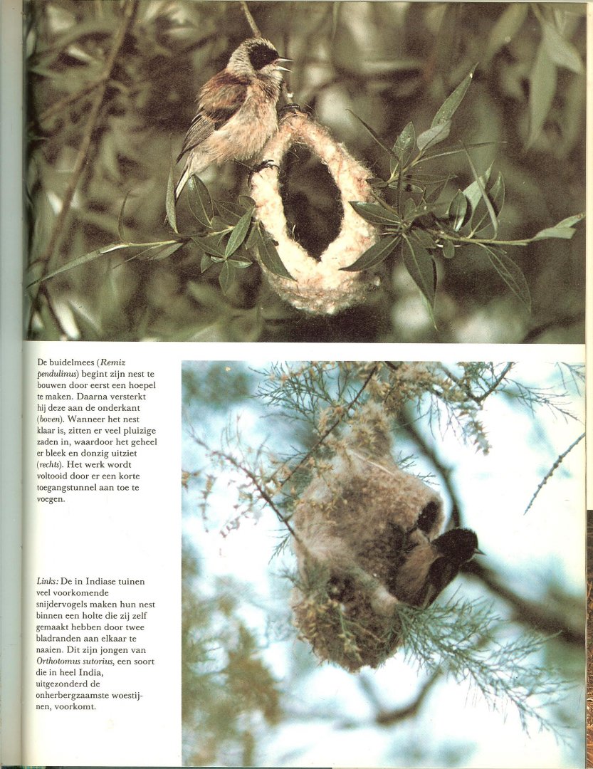 Michael Allaby & Ruud Rook  en S.M. ten Houte de Lange   .. en Rijk geillustreerd.  Met 115 kleuren en meer dan 100 zwart wit  foto's - Dieren als bouwmeesters ..  En andere verbluffende prestaties van dieren..
