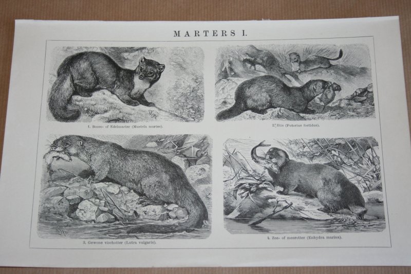  - 2 oude prenten - Marters - circa 1900