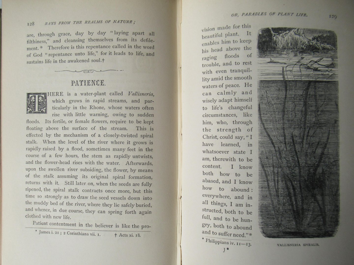 Neil, James, Rev. M.A. - Rays from the realms of nature or parables of plant life