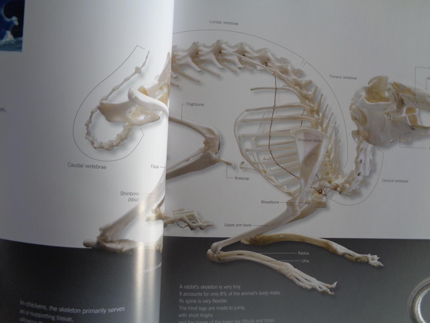 Hagens, Gunther von - Body Worlds.Of  Animals The Anatomy