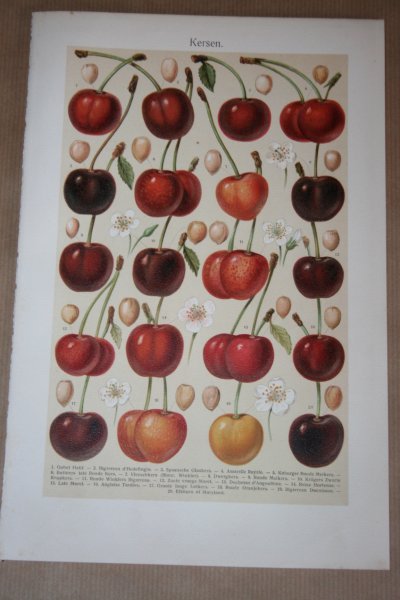  - Antieke kleuren lithografie - Kersen - circa 1905