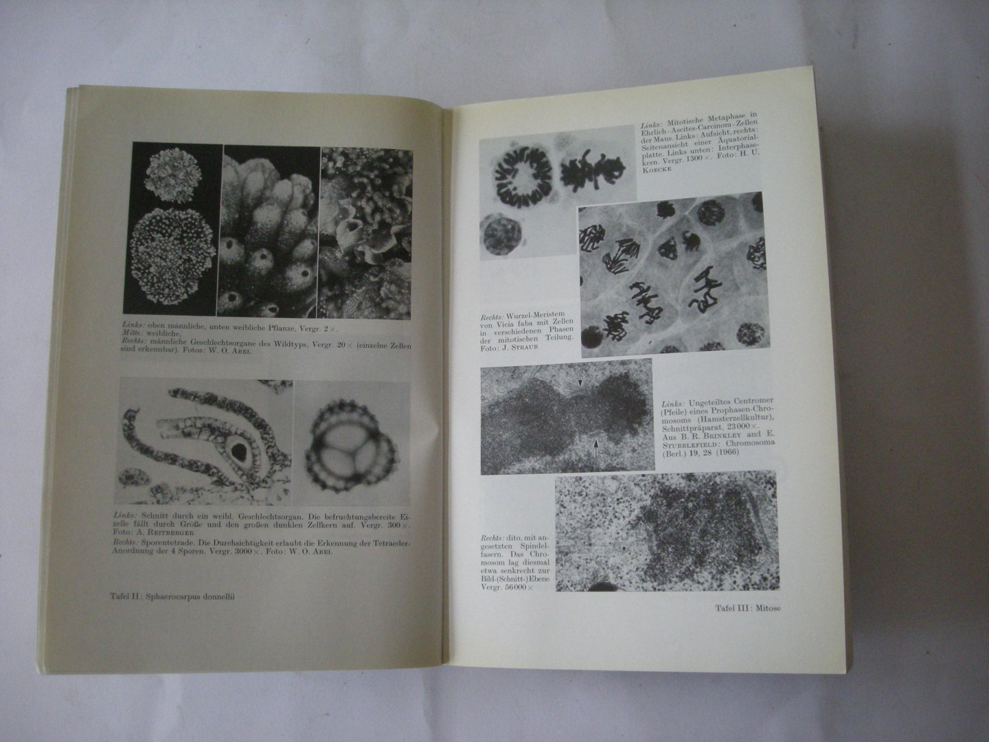 Bresch-Hausmann, C. - Klassische und molekulare Genetik