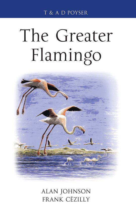 Alan Johnson - Greater Flamingo