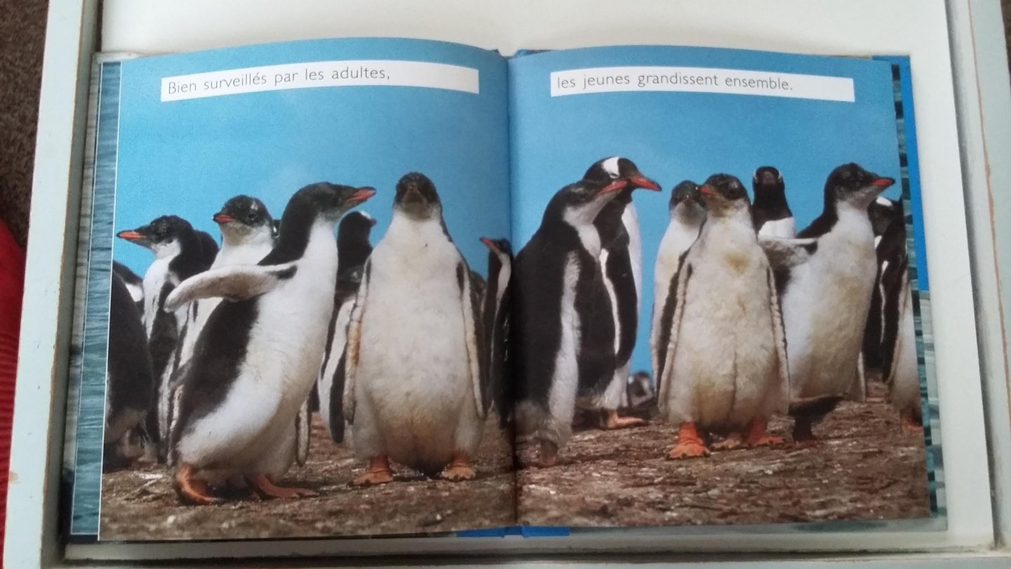 Cousteau - Pingouins
