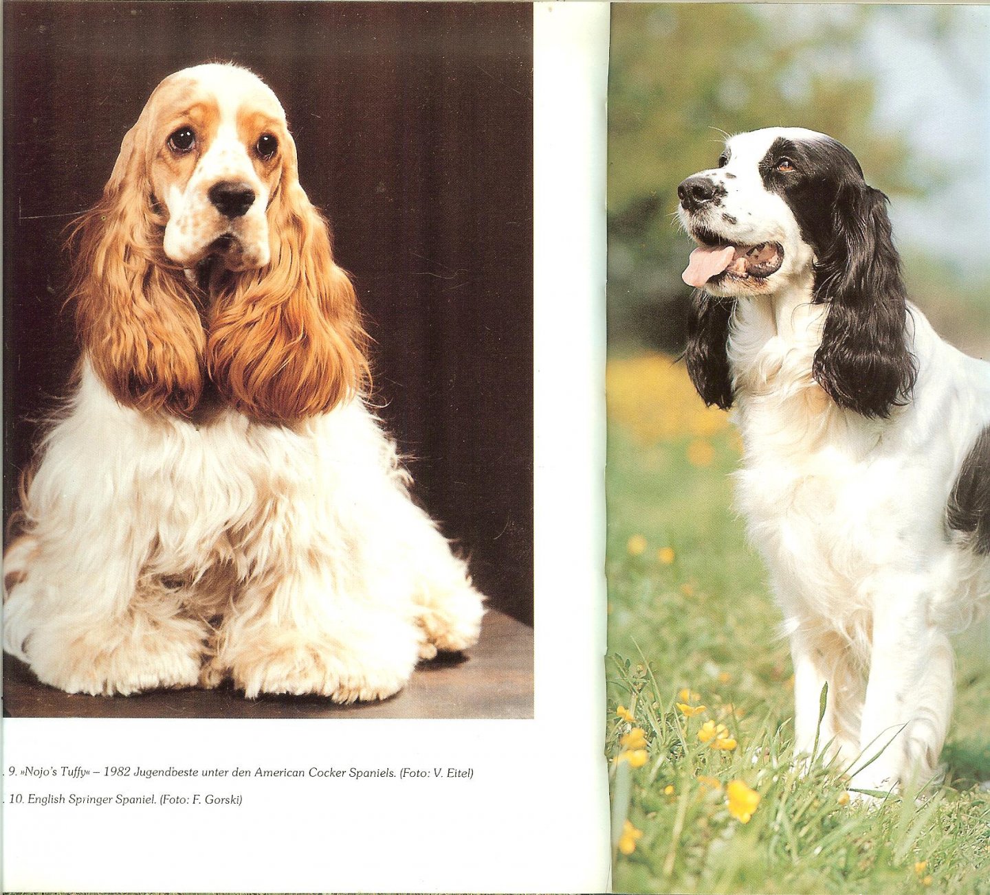 Middelhaufe  Sabine - Das Buch vom Cocker. Alles über den Cocker Spaniel