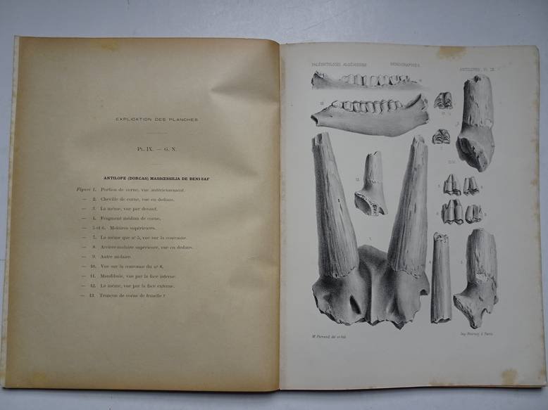 Pomel, A.. - Paléontologie monographies/ les antilopes pallas; carte géologique de l'Algérie.