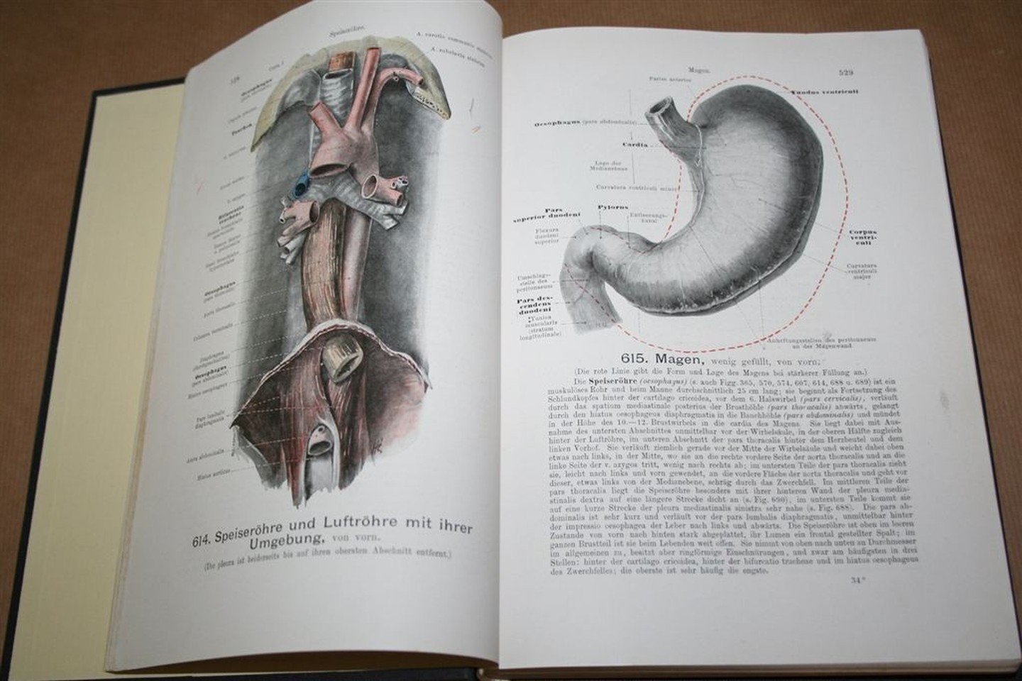 Werner Spalteholz - Handatlas der Anatomie des Menschen — Band 3. Eingeweide, Gehirn, Nerven, Sinnesorgane