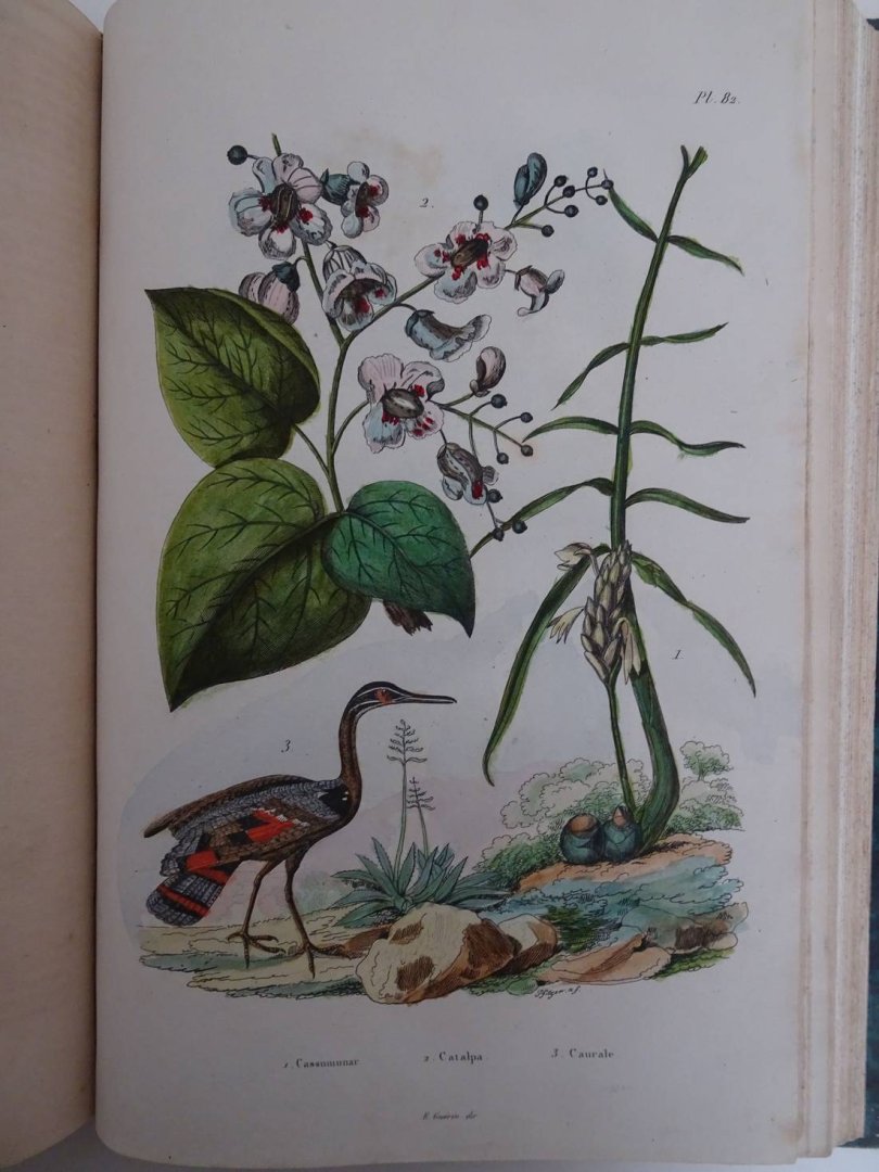 d'Orbigny, Charles Dessalines. - Dictionnaire Universel d'Histoire Naturelle, Atlas planche 1-240.