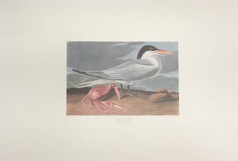 AUDUBON, JOHN JAMES. - CAYENNE TERN. [ plate CCLXXII ]40 From Audubon's THE BIRDS OF AMERICA. [PROOF PRINT}