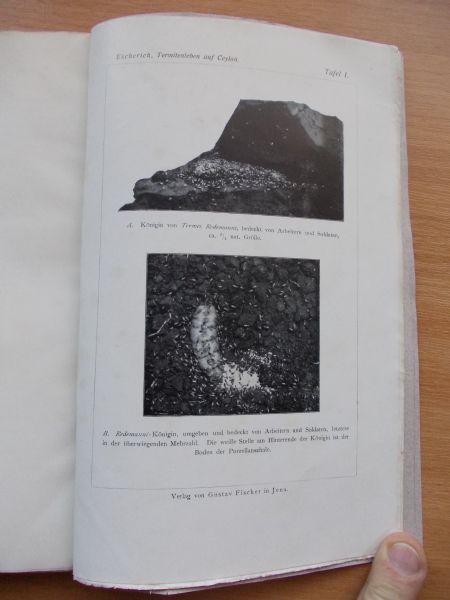 Escherich, K - Termitenleben auf Ceylon. Neue Studien zur Soziologie der Tiere zugleigh ein Kapitel kolonialer Forstentomologie