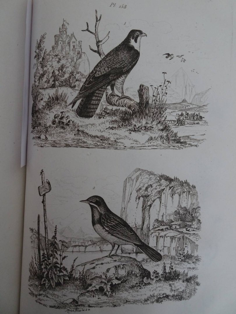 d'Orbigny, Charles Dessalines. - Dictionnaire Universel d'Histoire Naturelle, Atlas planche 1-240.