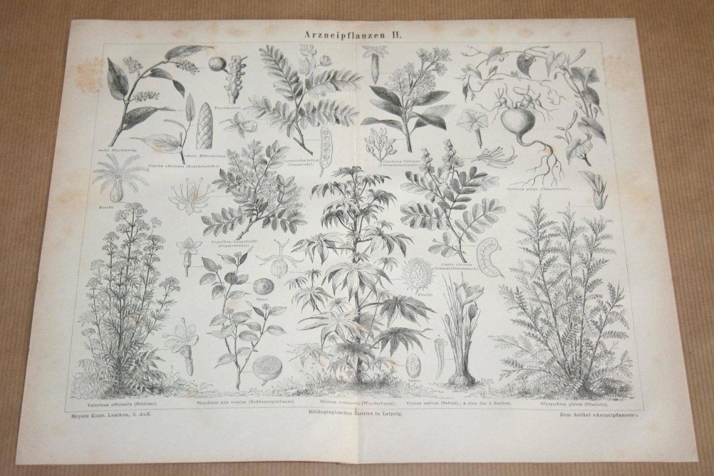  - 2 antieke prenten - Geneeskrachtige planten  - Circa 1875