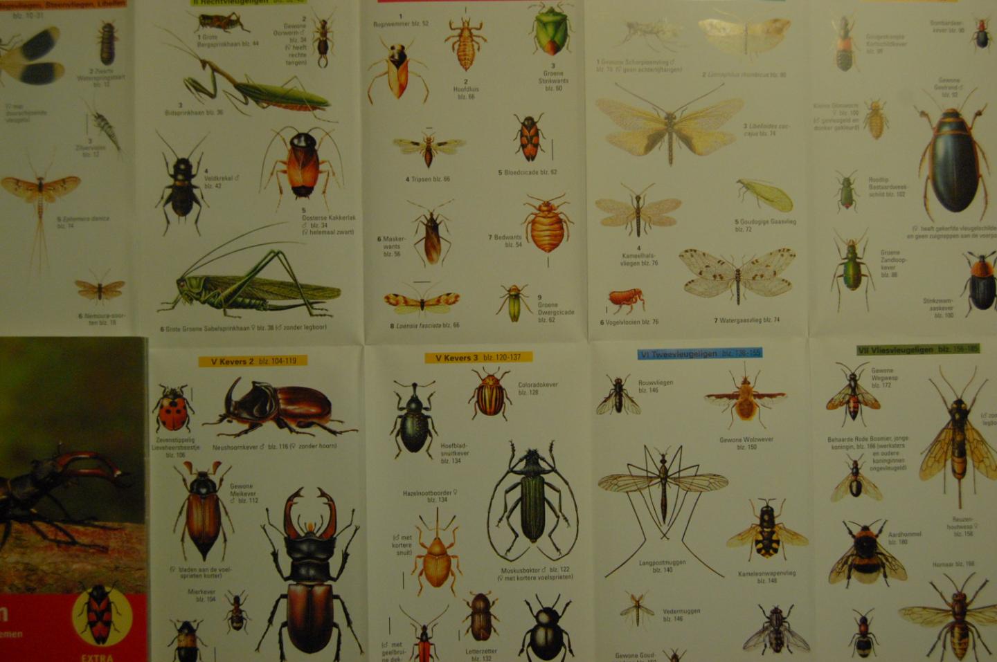 Bellmann, Heiko - Insecten / herkennen en benoemen  (zonder vlinders)