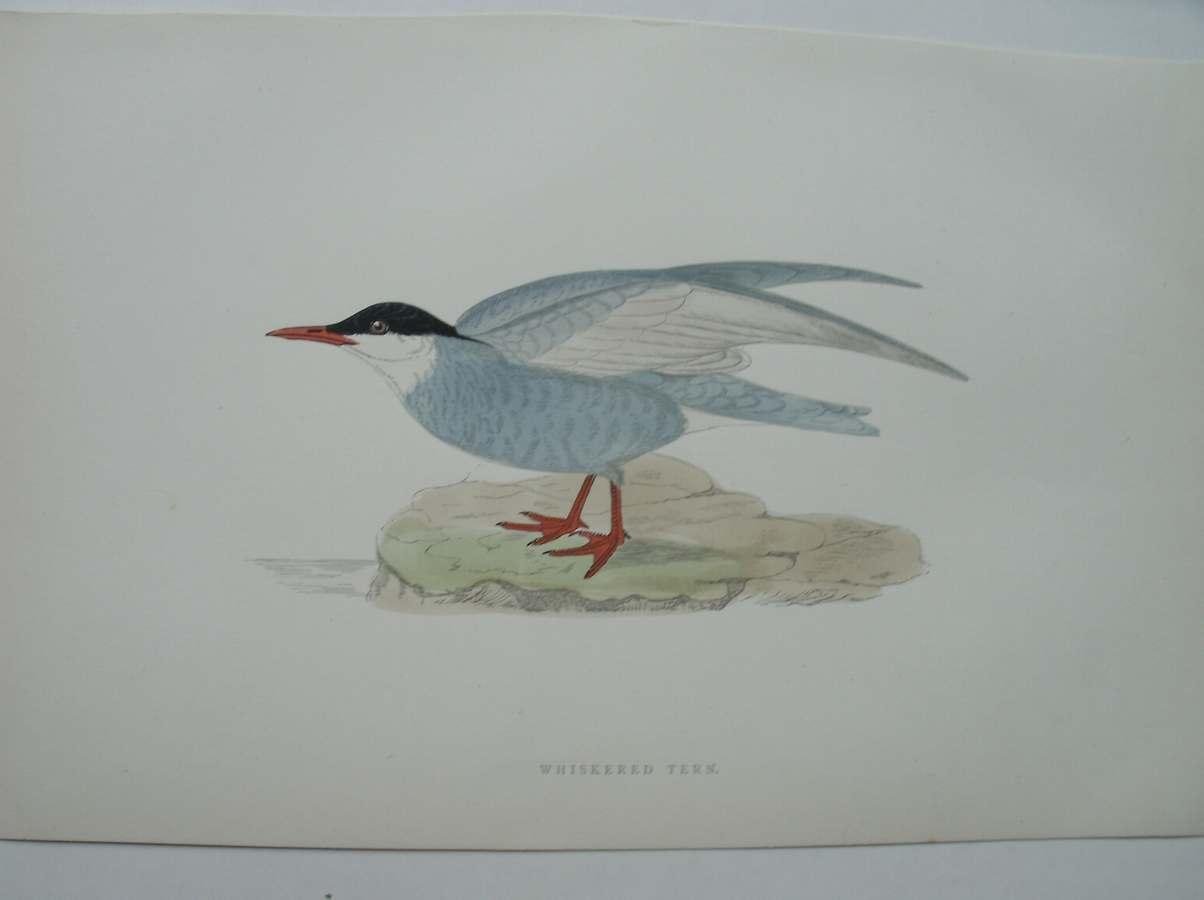 antique print (prent) - Whiskered Tern. Bird print. (Witwangstern).