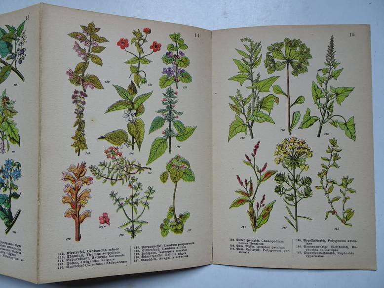 (Schreiber). - Schreibers kleiner Atlas. Pflanzen in Garten und Feld. 16 feine Farbendrucktafeln mit 135 naturgetreuen Abbildungen nebst 32 Seiten erläuterndem Text.