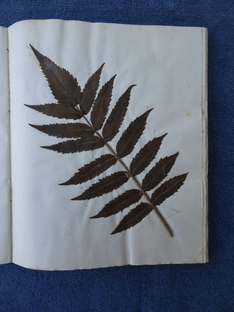 N.n.. - Oud plakboek.