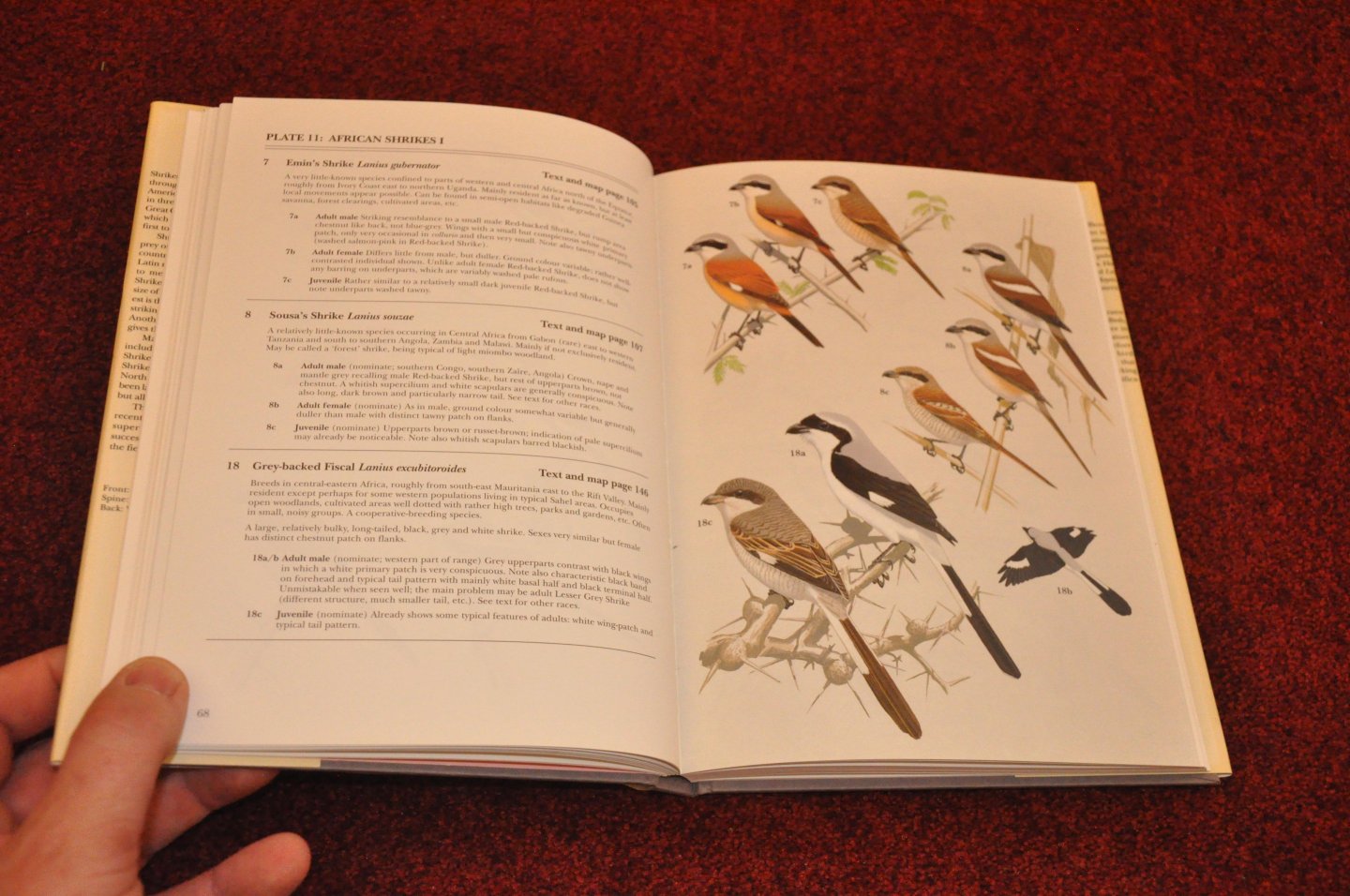 Lefranc, Norbert / Worfolk, Tim - Shrikes. A guide to the shrikes of the World