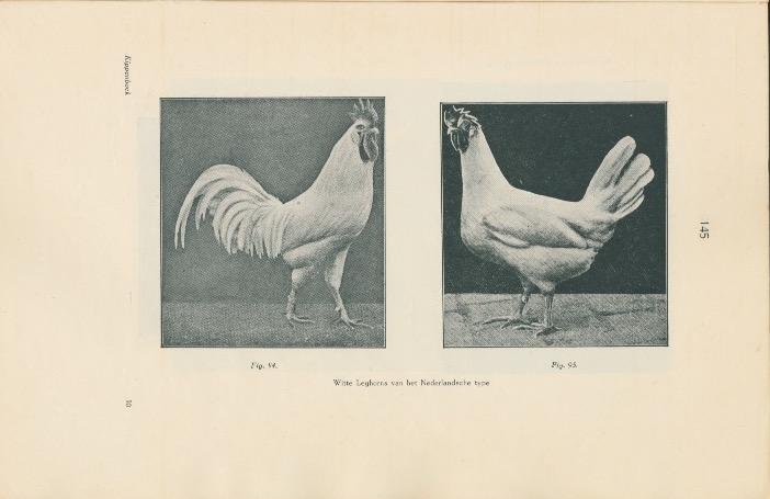 Vrijburg, B. Dr. - Het Indische kippenboek
