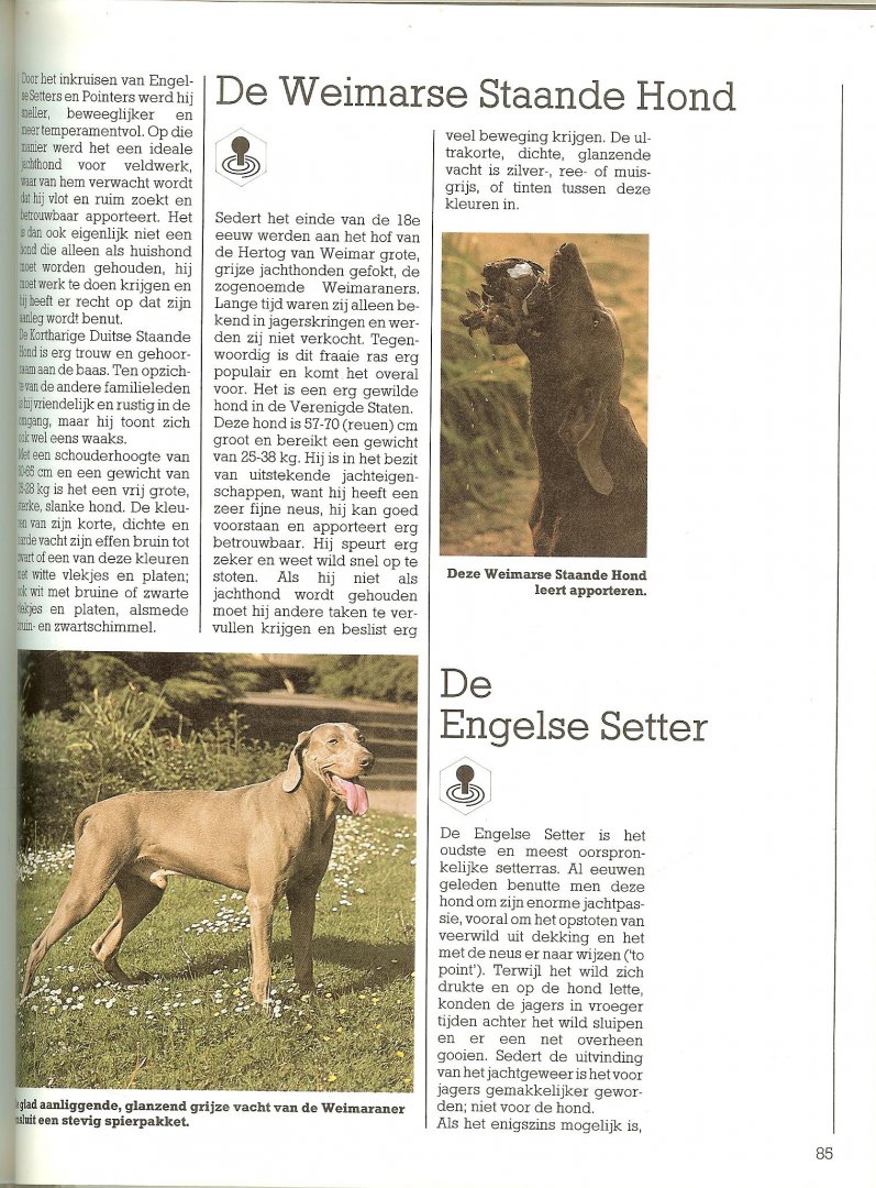 Bielfeld, Horst  ..  Vertaling: Stephe Bruin  Omslagontwerp: Dick de Heus - Handboek honden rassen- gedrag - verzorging