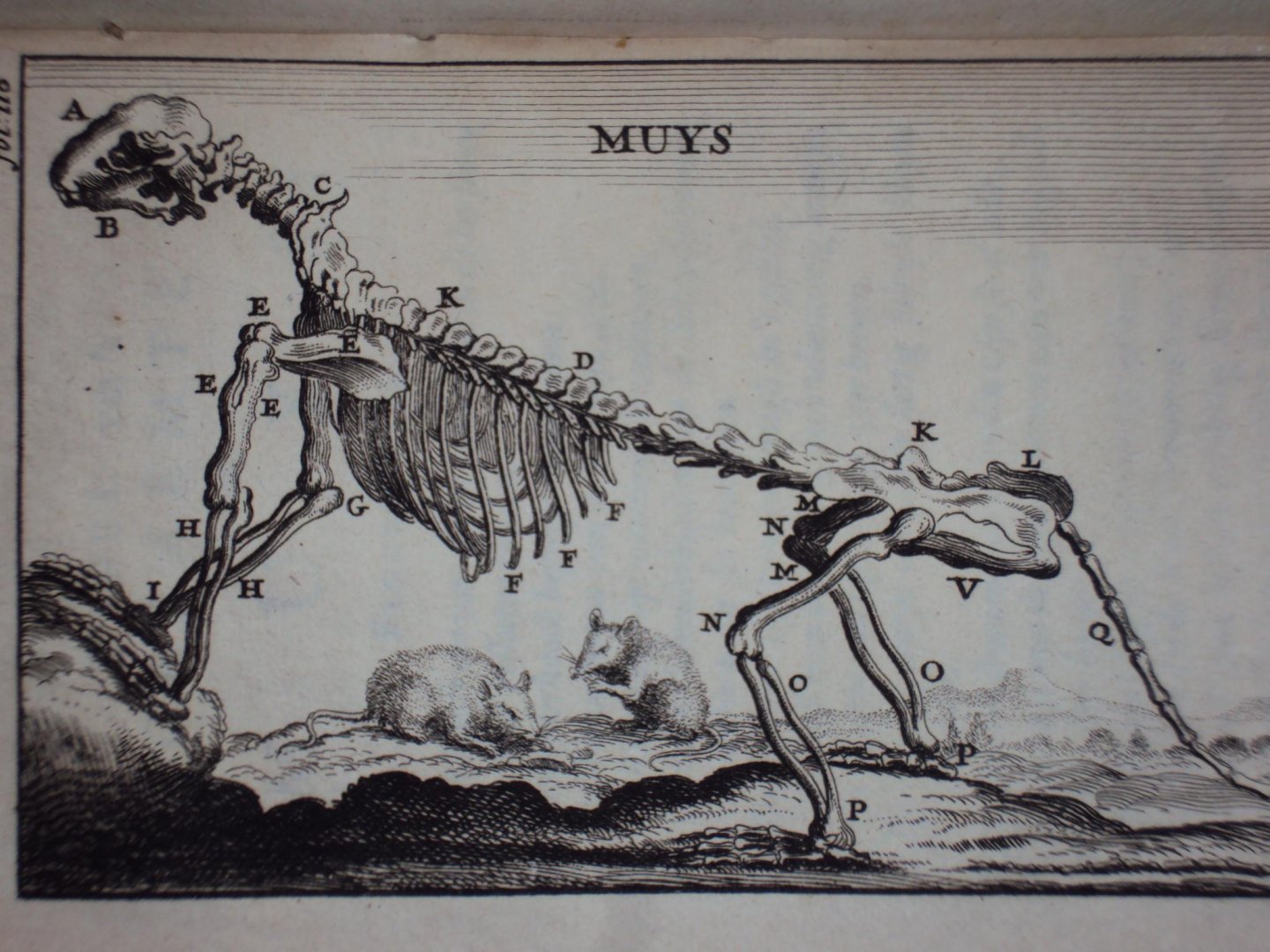 Cornelius van Dyk - Osteologia of nauwkeurige geraamt beschryving van verscheyde dieren