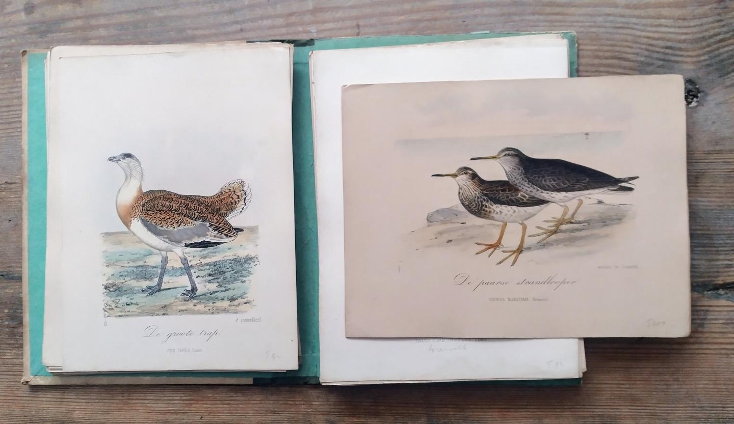 Schlegel, H. - Collectie van 210 ingekleurde litho's uit 'Vogels van Nederland beschreven en afgebeeld' uit 1859