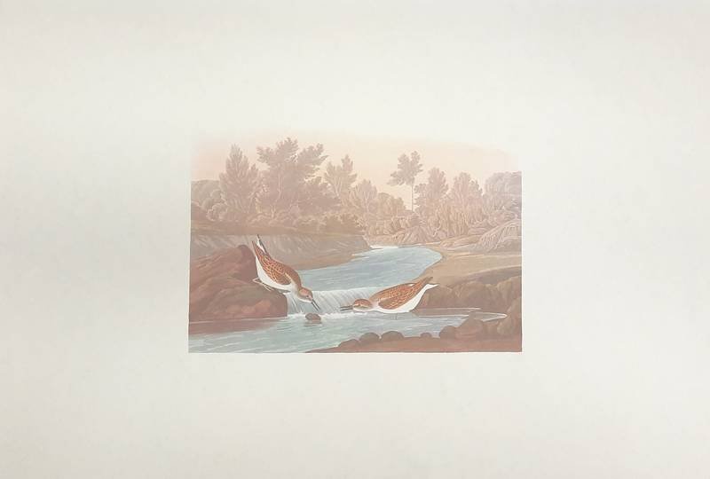 AUDUBON, JOHN JAMES. - 2 BIRDS. [BIRD SPECIES UNKNOWN TO US]   From Audubon's THE BIRDS OF AMERICA. [PROOF PRINT}