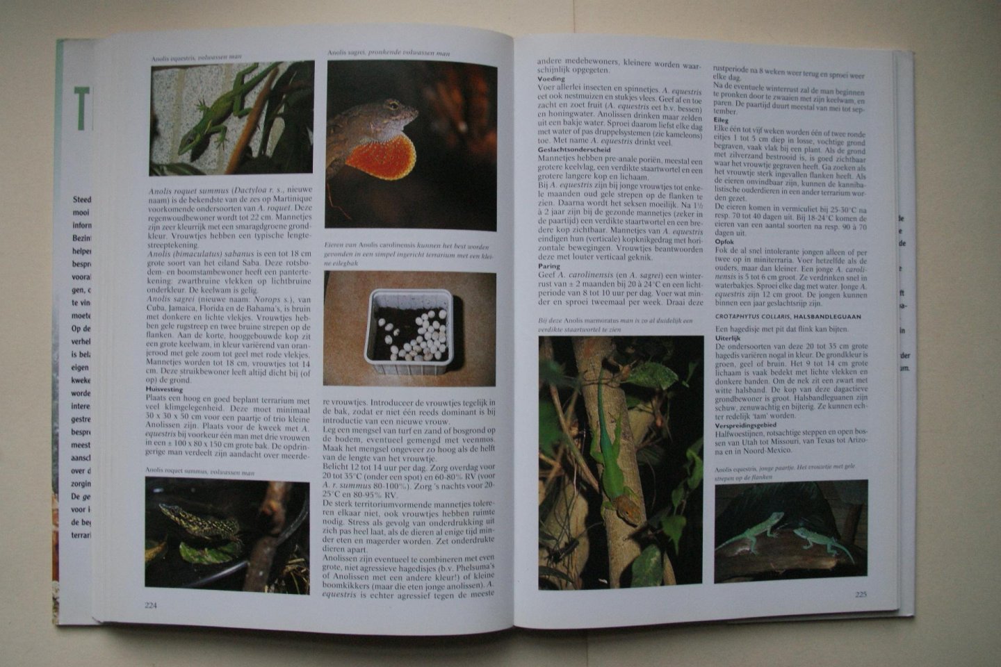 Bruins, Eugene - Geillustreerde Terrarium Encyclopedie reptielen, amfibieen, spinnen, insecten- overzichtelijk per soort gerangschikt  Alles Over VOEDING, HUISVESTING, BEHANDELING, ZIEKTEN, Zelf Kweken