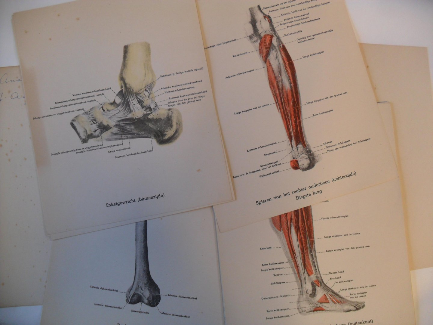 Pront G. en F. van der Torren - Been en Voet      Beenderen, banden en spieren Anatomische studie's ten gebruike van voetverzorgers