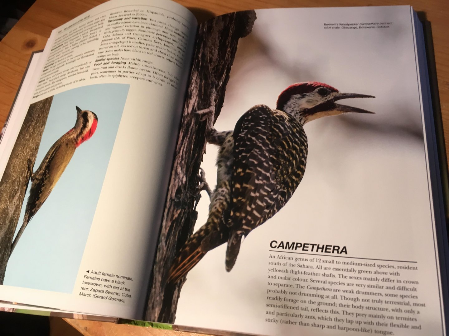 Gorman, G - Woodpeckers of the World - The Complete Guide