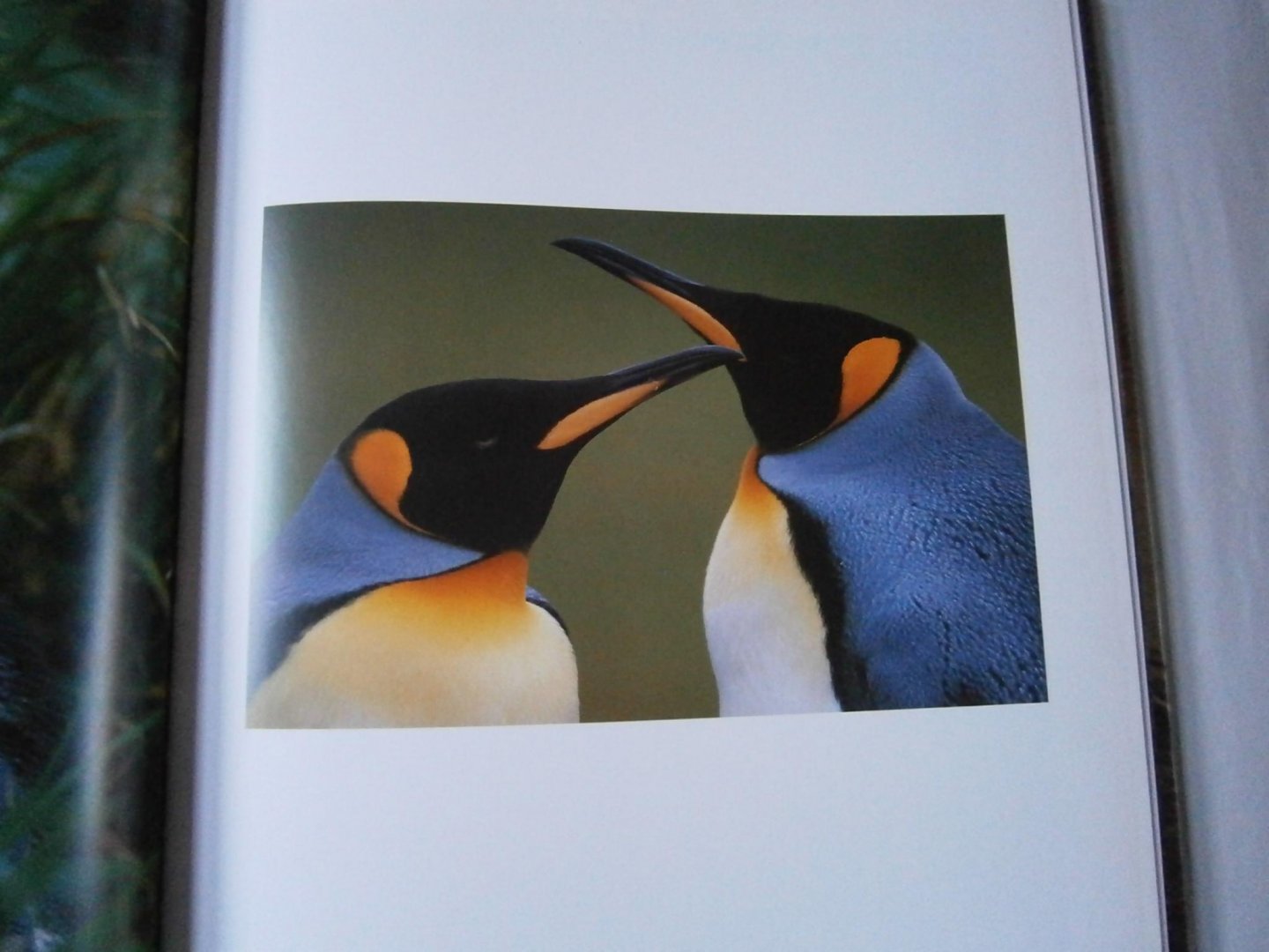 Lanting, Frans, Christine Eckstrom - Oog in oog