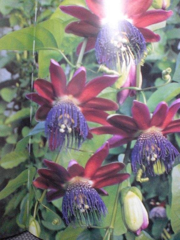 Vanderplank, John - Passiebloemen