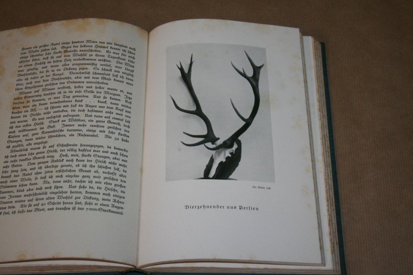 D. Caminneci - Diana, Hubertus und Ich