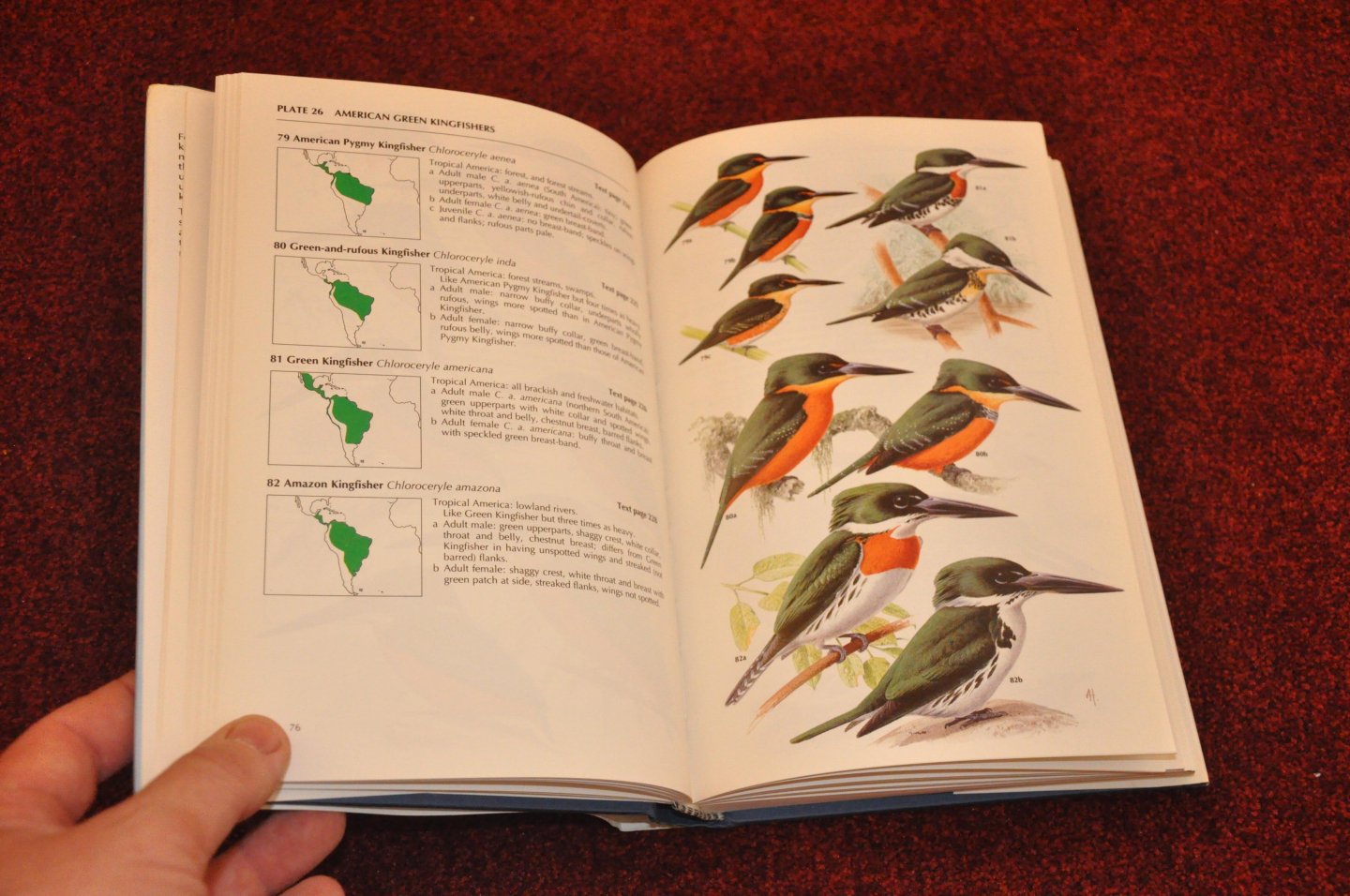 Fry, C. Hilary / Fry, Kathie / Harris, Alan - Kingfishers, Bee-eaters & Rollers