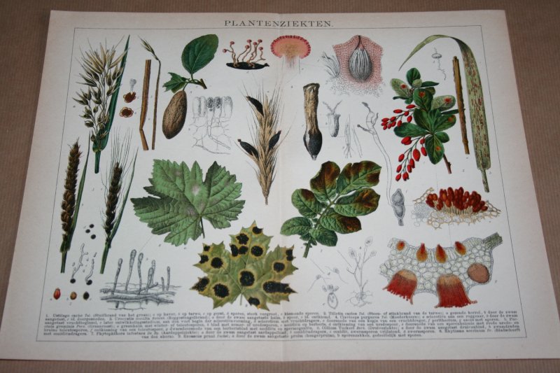 - Antieke kleuren lithografie - Plantenziekten - circa 1905