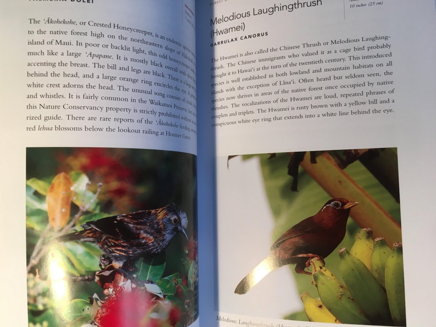 Denny, Jim - A photographic Guide to the Birds of Hawai'i - the main islands and offshore waters