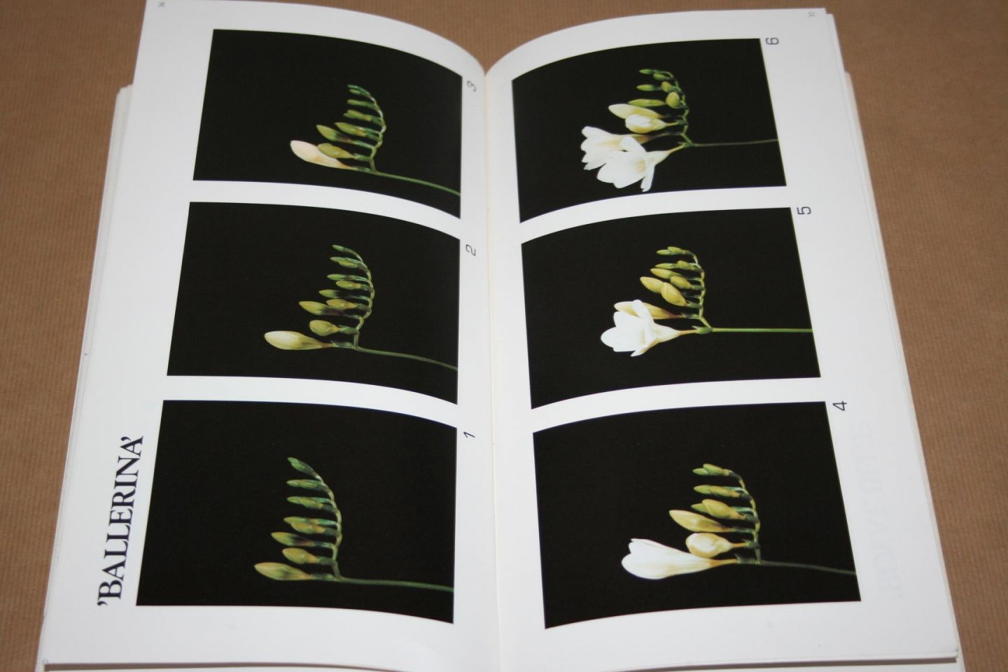  - Catalogus  Holland Flower   (Rozen, tulpen enz.)